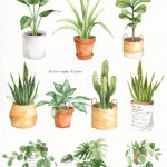 Intérieur plantes aquarelle des cliparts des feuilles