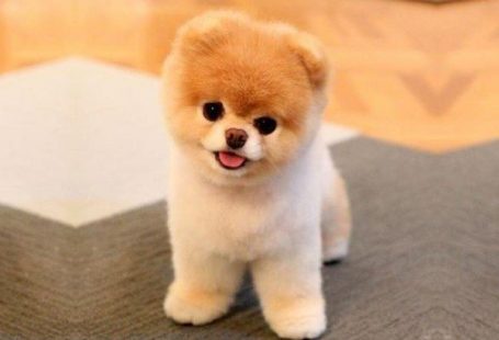 Meet Boo, the world