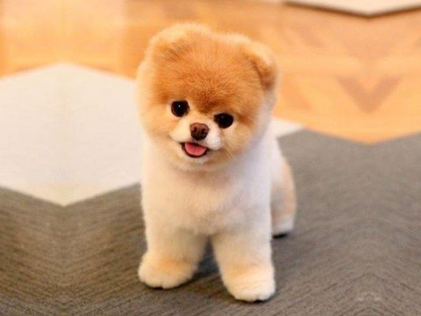 Meet Boo, the world's cutest dog.