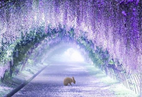 Japan is well known for its cherry blossom trees, but that