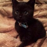 Regardless whether you adopt a kitten or an adult cat, you are going to be doing a good deed. The shelters are full of both cats and kittens in need of loving homes. We have our own CatTime.com adoption section full of beautiful cats and kittens who would love to move in with you.