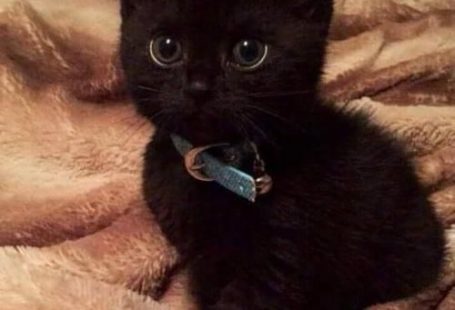 Regardless whether you adopt a kitten or an adult cat, you are going to be doing a good deed. The shelters are full of both cats and kittens in need of loving homes. We have our own CatTime.com adoption section full of beautiful cats and kittens who would love to move in with you.