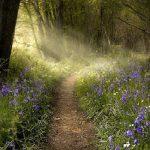 spring walk in the woods....