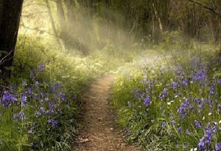 spring walk in the woods....