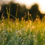 Lawn Green Nature Sunset Light Bokeh Spring iPhone 5s wallpaper