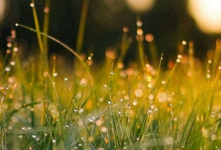 Lawn Green Nature Sunset Light Bokeh Spring iPhone 5s wallpaper