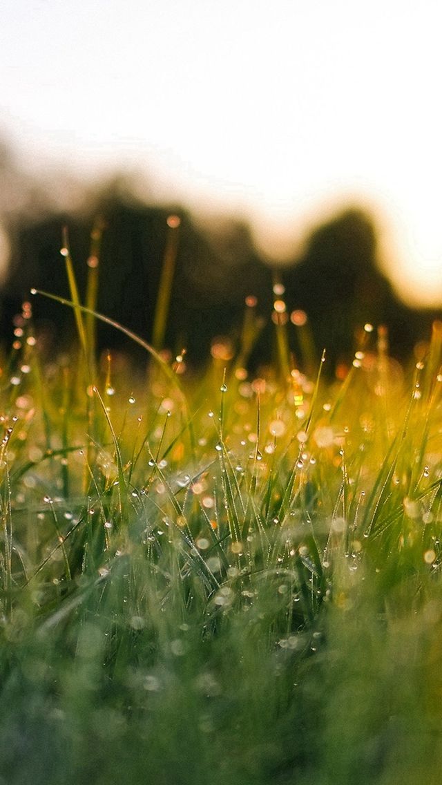 Lawn Green Nature Sunset Light Bokeh Spring Iphone 5s Wallpaper