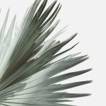 Palm Leaf Photography. #homeart #palm #artprint #affordableart #homedecor