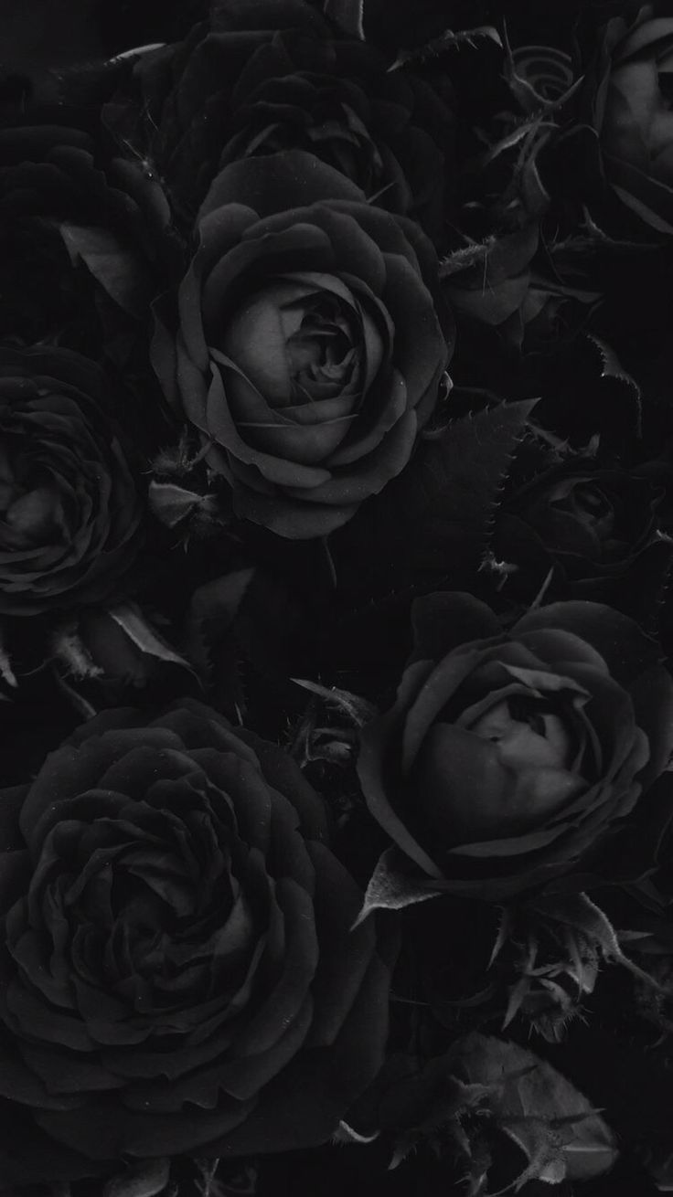 black roses #wallpaper #lockscreen