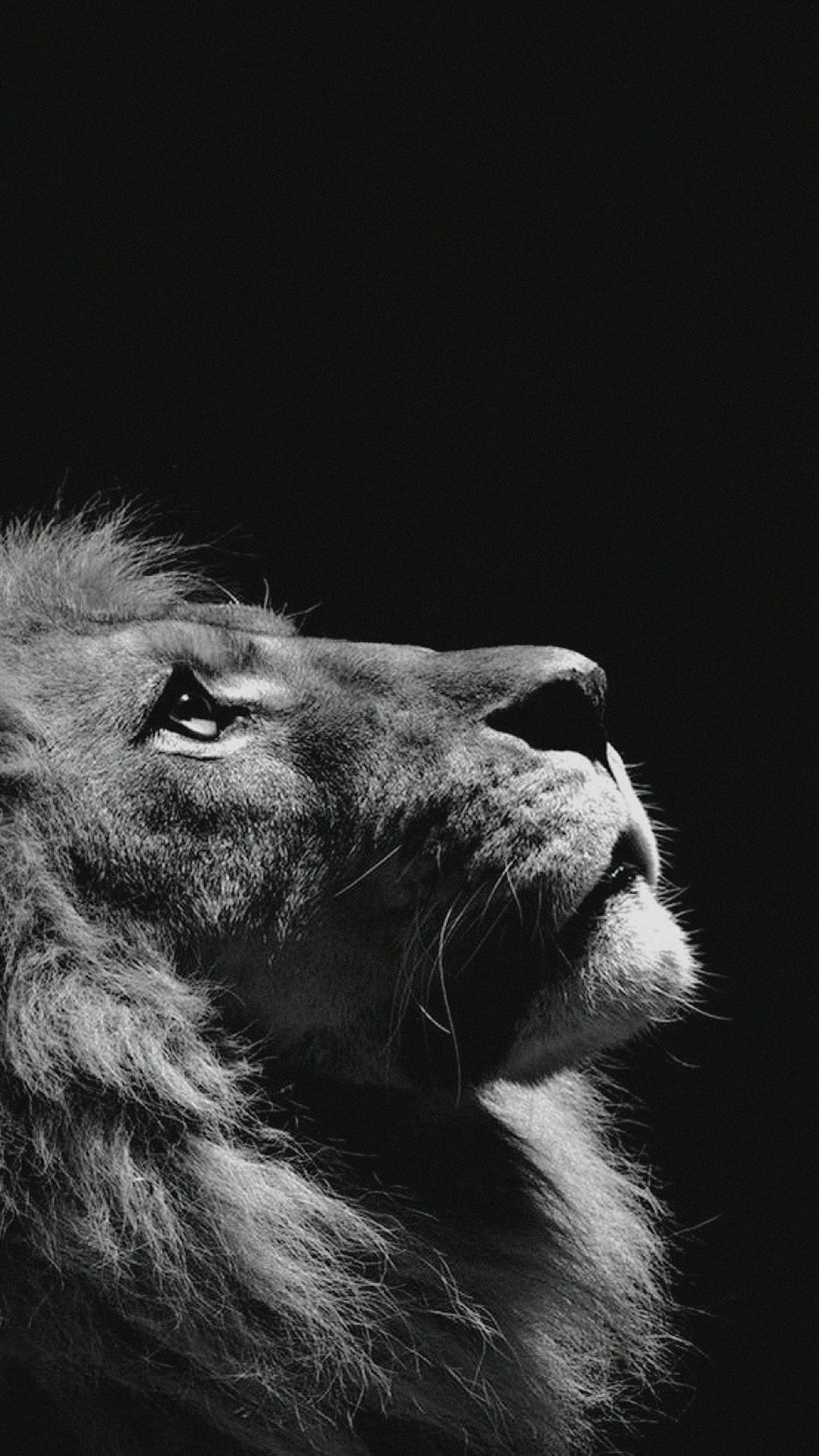 Lion Looking Sky Animal Nature Dark Photo #iPhone #6 #plus #wallpaper