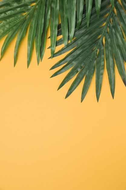 Lush leaves on yellow background