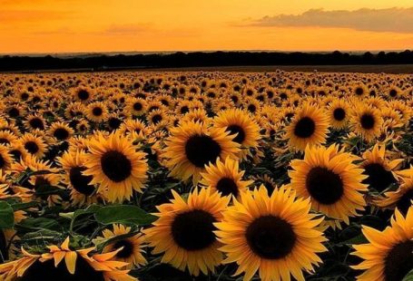 Miu on Twitter #sunflowerwallpaper Bee #Bee #Miu #sunflowerwallpaper #twitter