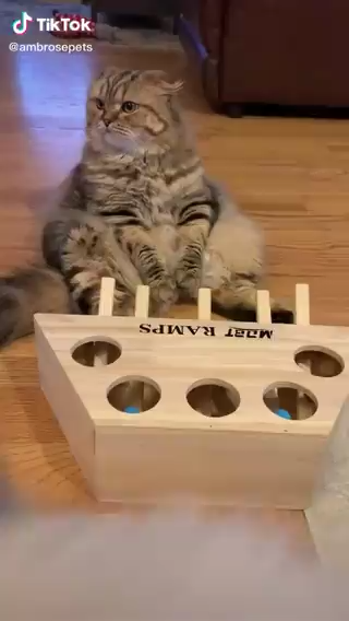 Video Credit TikTok #cats #cat #kittens #kitten #persian #catsoftw