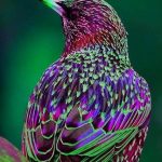 No one but Nature could have designed a more beautiful bird!