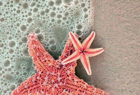 Sea star ★ iPhone wallpaper     #Nuroco We love the  apple watch!!         www.pinterest.com/nurocostyle         #nuroco loves this  post. For more luxury Apple watch bands and Iphone products go to          Nuroco.com         We offer worldwide  shipping!