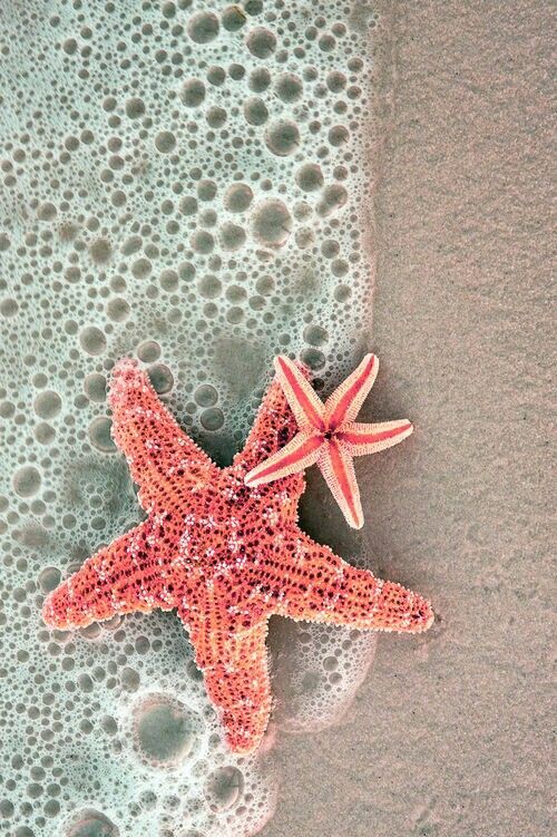 Sea star ★ iPhone wallpaper     #Nuroco We love the  apple watch!!         www.pinterest.com/nurocostyle         #nuroco loves this  post. For more luxury Apple watch bands and Iphone products go to          Nuroco.com         We offer worldwide  shipping!