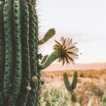 At Home in Joshua Tree book by Sara Combs and Rich Combs