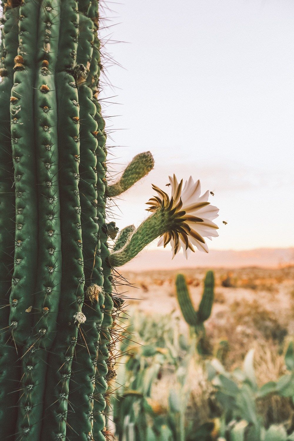 At Home in Joshua Tree book by Sara Combs and Rich Combs