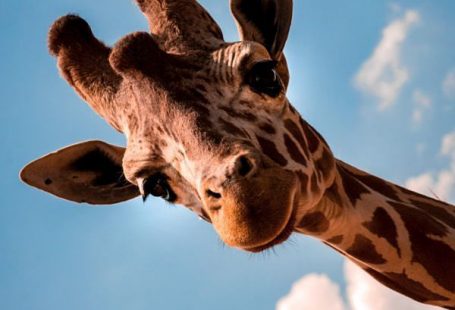 Peter Comninellis #Iphone youtube14.ogysoft  Niedliche Tiere 600 X 900 wallpap    #anim