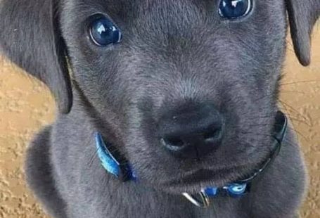 Puppy pictures make the day better.