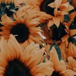 Sonnenblume; Blume; Pflanze; Sonnenblumen Fotografie, Sonnenblumen Inspiration; Sonnenblume  #blume #fotografie #inspiration #pflanze