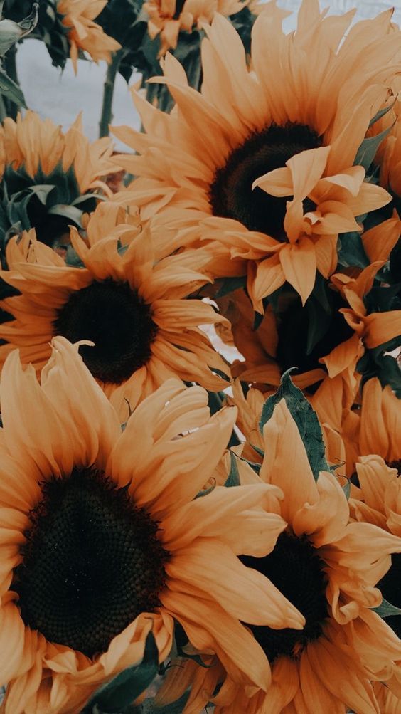 Sonnenblume; Blume; Pflanze; Sonnenblumen Fotografie, Sonnenblumen Inspiration; Sonnenblume  #blume #fotografie #inspiration #pflanze 