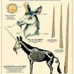 The Unicorn / Unicorn print - cabinet of curiosities by the artist Camille Renversade Deyrolle poster by CuriositesRenversade on Etsy www.etsy.com/...