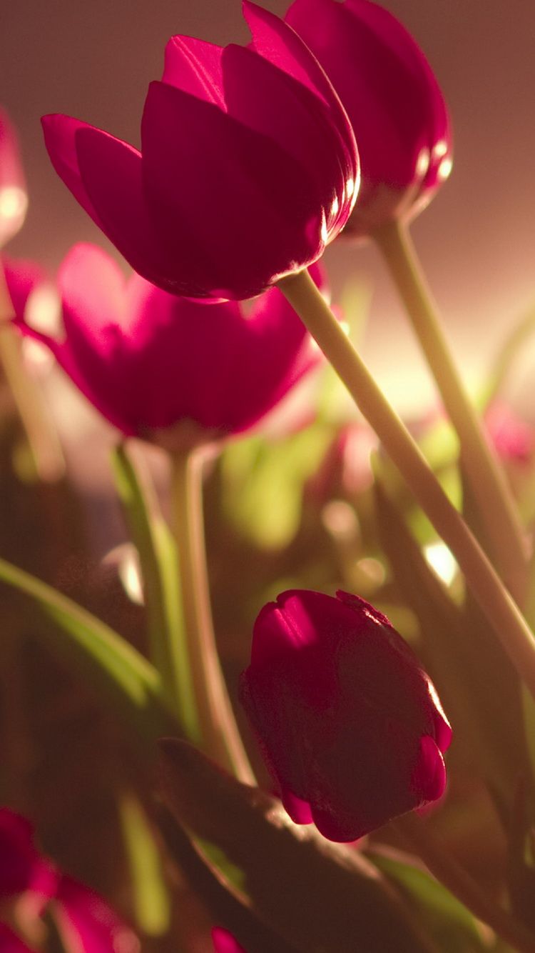 Wallpapers for iPhone