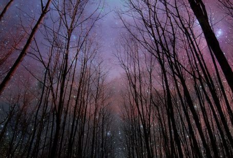 Wither Trees Towards Shiny Starry Sky #iPhone #6 #plus #wallpaper
