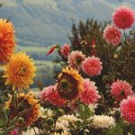 beautiful florals