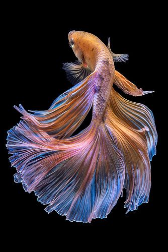betta | Betta fish on black background. | da nokkaew | Flickr