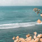 Bougainvillea at the ocean- flowers