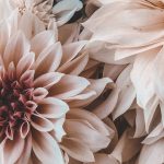 phonewallpaper flowers #phonewallpaper , - Blumen - #Blumen #hintergrundbildernatur