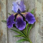 porcelain irises - Google Search