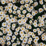 spring desktop wallpaper, lots of small white daisies, floral phone wallpaper #photoshop #collage #inspo