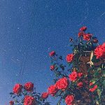 ☆彡 pinterest