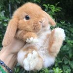 Fashionable Toys for Rabbits (2018) - #Popular #rabbits #toys