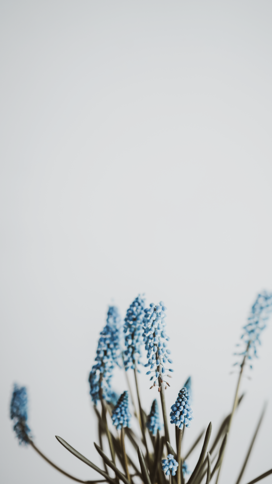 100+ Freebie: Papéis de parede grátis para celular • Um Toque de Framboesa  - Wallpapers