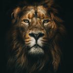 King of the jungle - 9GAG