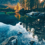35 beautiful mobile wallpaper application ideas about tree Vibrant tree mobile wallpaper freedom beautiful