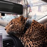 Animals Although this is a beautiful photo I believe that all animals should be free cats pets cute