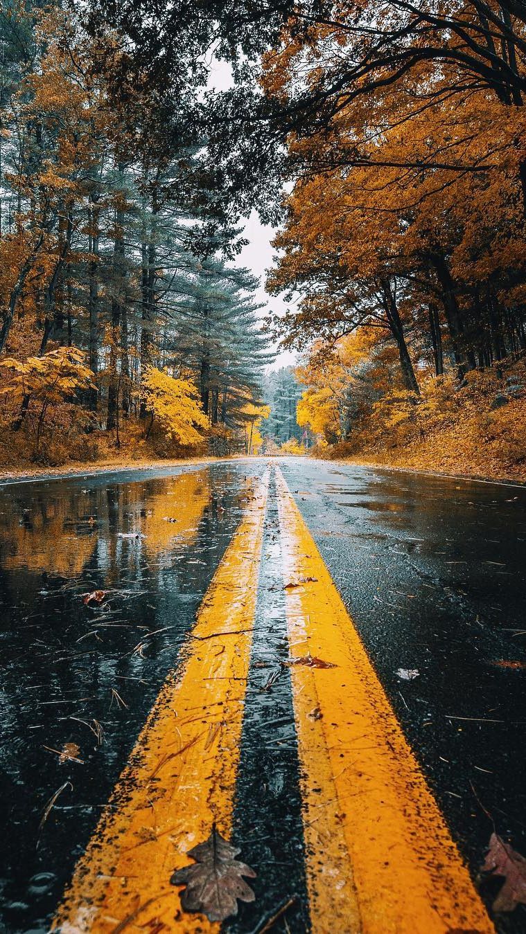 Autumn Road Rainfall Trees Android Wallpaper #nature #wallpaperideas #road