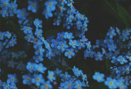 BLUE FLOWERS WALLPAPER #flowershintergrundbilder