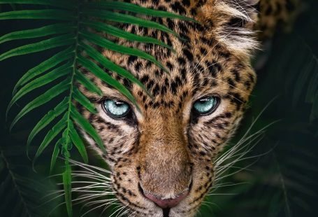Cette artiste digitale rend hommage au monde animal à travers des photomontages féériques - #à #animal #artiste #au #Cette