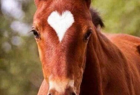 I wonder if this is the foals real marking?