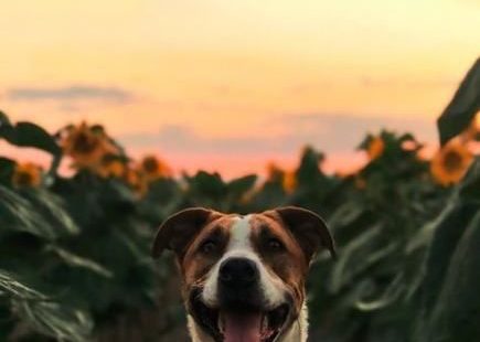 Dogs Wallpaper Phone Backgrounds Iphone Wallpapers 70 Ideas #dogs