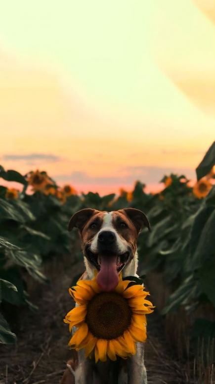 Dogs Wallpaper Phone Backgrounds Iphone Wallpapers 70 Ideas #dogs