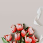 Red and white tulip on blank beige background template