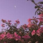 The sky just begun to darken, and the flowers were in full bloom #flowerwallpaper #flowerphotography
