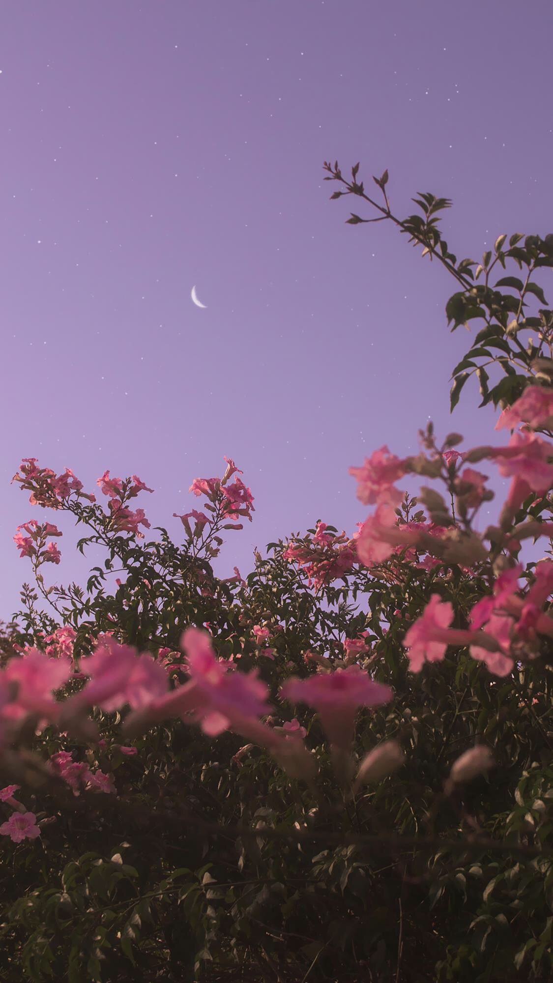 The sky just begun to darken, and the flowers were in full bloom #flowerwallpaper #flowerphotography